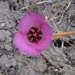 Calochortus palmeri Flor