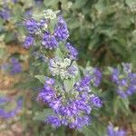 Caryopteris × clandonensisBlüte