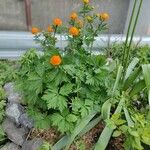 Trollius asiaticus Květ