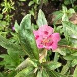 Clarkia amoena Folha