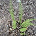 Achillea millefoliumList