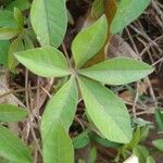 Ipomoea cairica ഇല