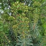 Euphorbia characias 花