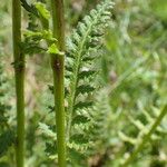 Pedicularis rostratospicata 葉