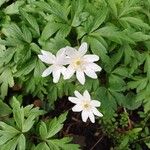 Anemonoides nemorosa Flor
