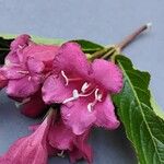 Weigela hortensis Кветка