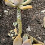 Graptopetalum paraguayense পাতা