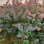 Cotinus obovatus Flower