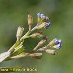 Myosotis sicula Otro