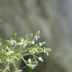 Kernera saxatilis Fruit