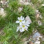 Anemonastrum narcissiflorum Blüte