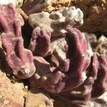 Stapelia schinzii Лист