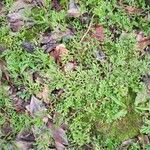 Selaginella concinna 整株植物