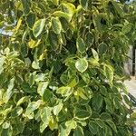 Ficus altissima পাতা