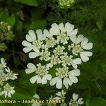 Orlaya grandiflora 花