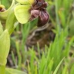 Ophrys bombyliflora Cvet