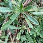 Dimorphotheca jucunda Yaprak