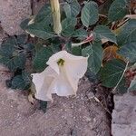 Datura wrightii Blüte