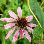 Echinacea pallida Fiore