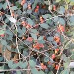 Cotoneaster franchetii عادت داشتن