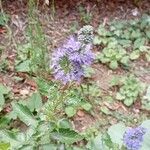 Caryopteris × clandonensisBlomst