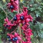 Clerodendrum indicum Fruit