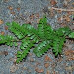 Osteomeles anthyllidifolia Leaf