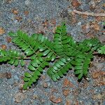 Osteomeles anthyllidifolia Hoja