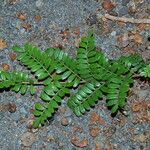 Osteomeles anthyllidifolia Blatt