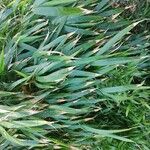 Phyllostachys sulphurea Hoja