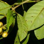 Chrysochlamys glauca Hoja