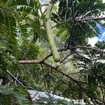 Cassia grandis Fruit