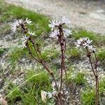 Lithophragma glabrum Flower