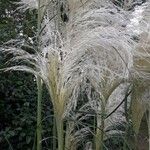 Cortaderia selloana Fleur