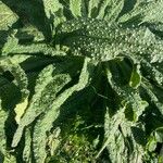 Echium asperrimum Leaf