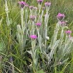 Lychnis flos-jovis Hábito