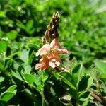 Indigofera hendecaphylla Flower
