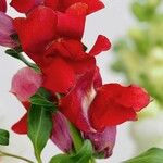 Antirrhinum australeFlors