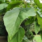 Paulownia tomentosaLeaf