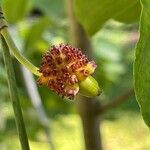 Cornus nuttallii Fruto