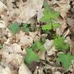 Lactuca muralis Leaf