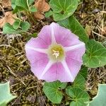 Calystegia soldanellaFlower