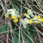 Primula verisFlor