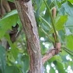 Campsis radicans Bark