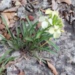 Erysimum nevadense Bloem