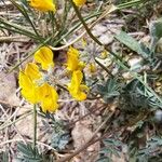 Hippocrepis scorpioides Flower