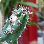 × Harrisinopsis jusbertii Nyingine