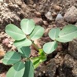 Arachis hypogaea Leaf