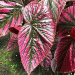 Begonia brevirimosa Leaf