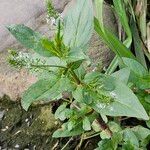 Veronica anagallis-aquatica Habit